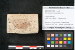 Foto (Objekt + Etikett) von Cinnamomum scheuchzeri Heer (NHMW-GEO-2024-0188-8133)
